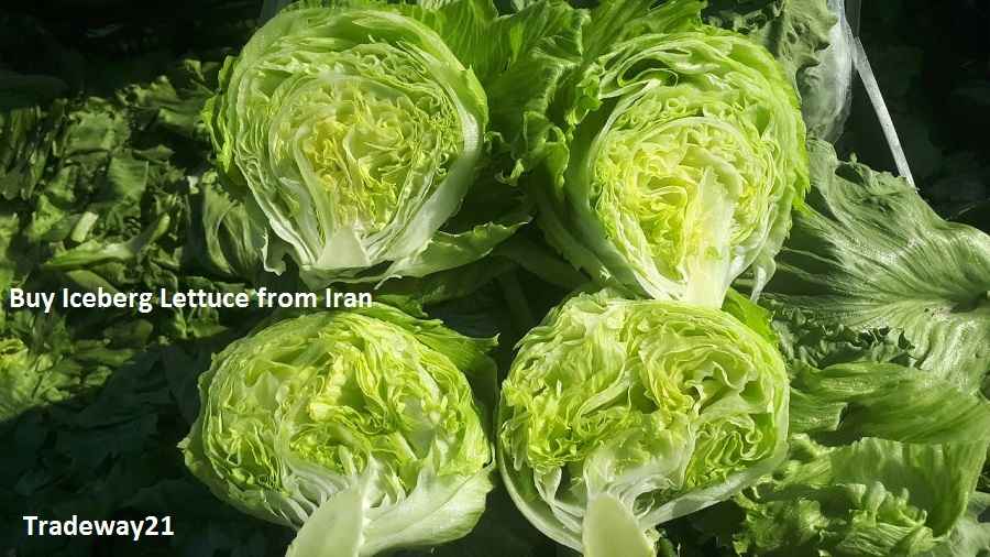 Iranian Iceberg Lettuce for export Price