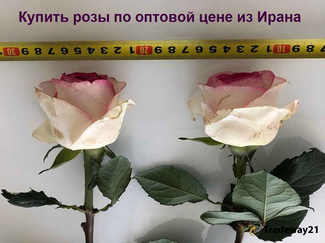 Купить розы из теплицы в Иране | Цветы оптом из Ирана