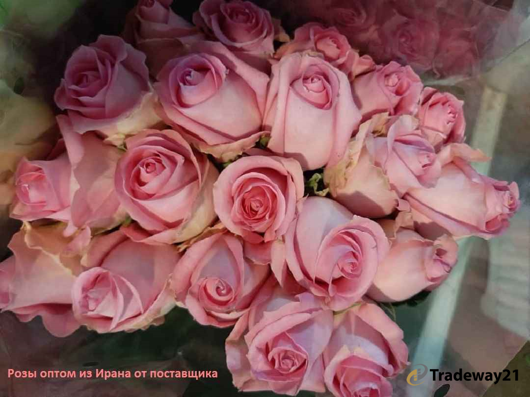 Розы оптом из Ирана | купить по низким ценам
