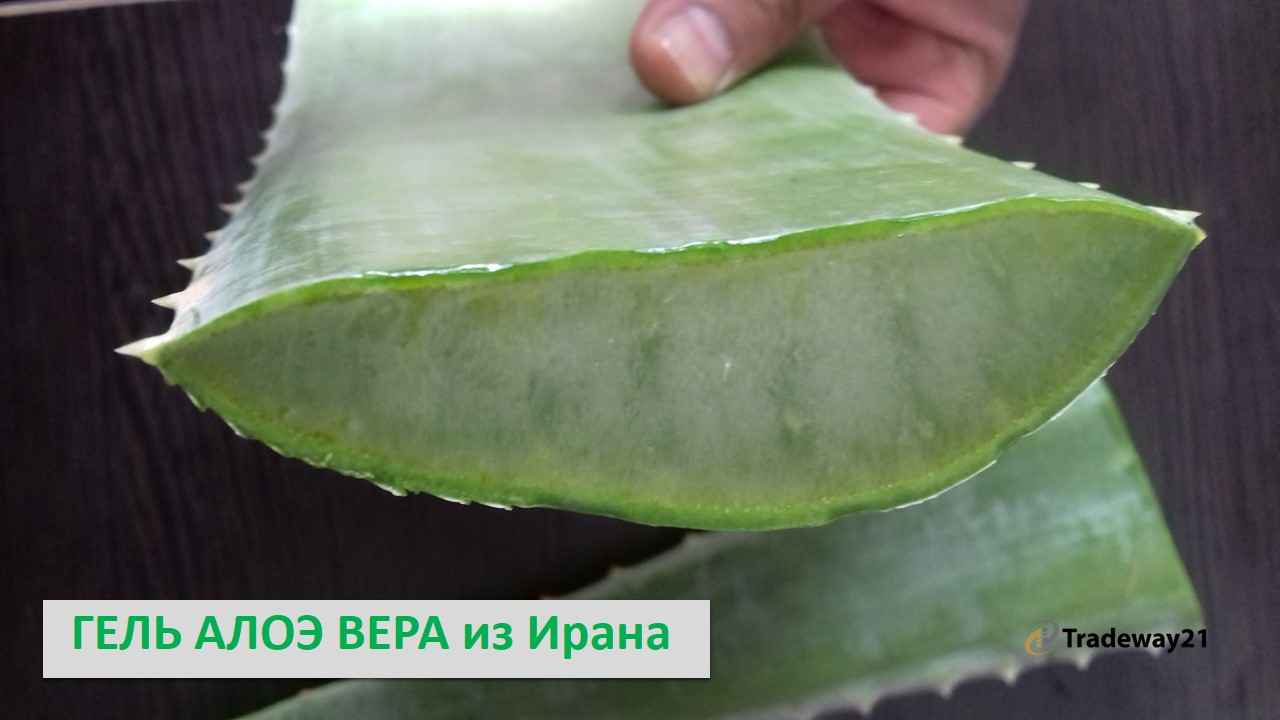 ГЕЛЬ АЛОЭ ВЕРА из Ирана  / Купить ГЕЛЬ АЛОЭ ВЕРА из Ирана