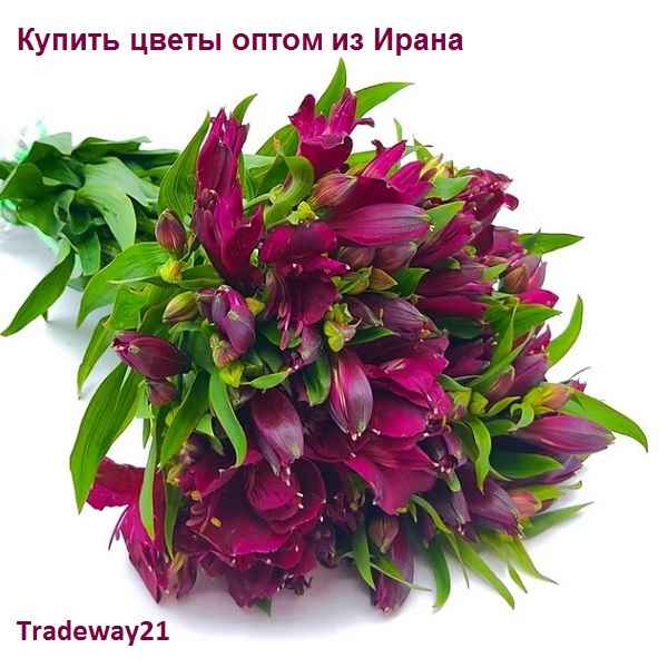 Купить крупные розы оптом из Ирана